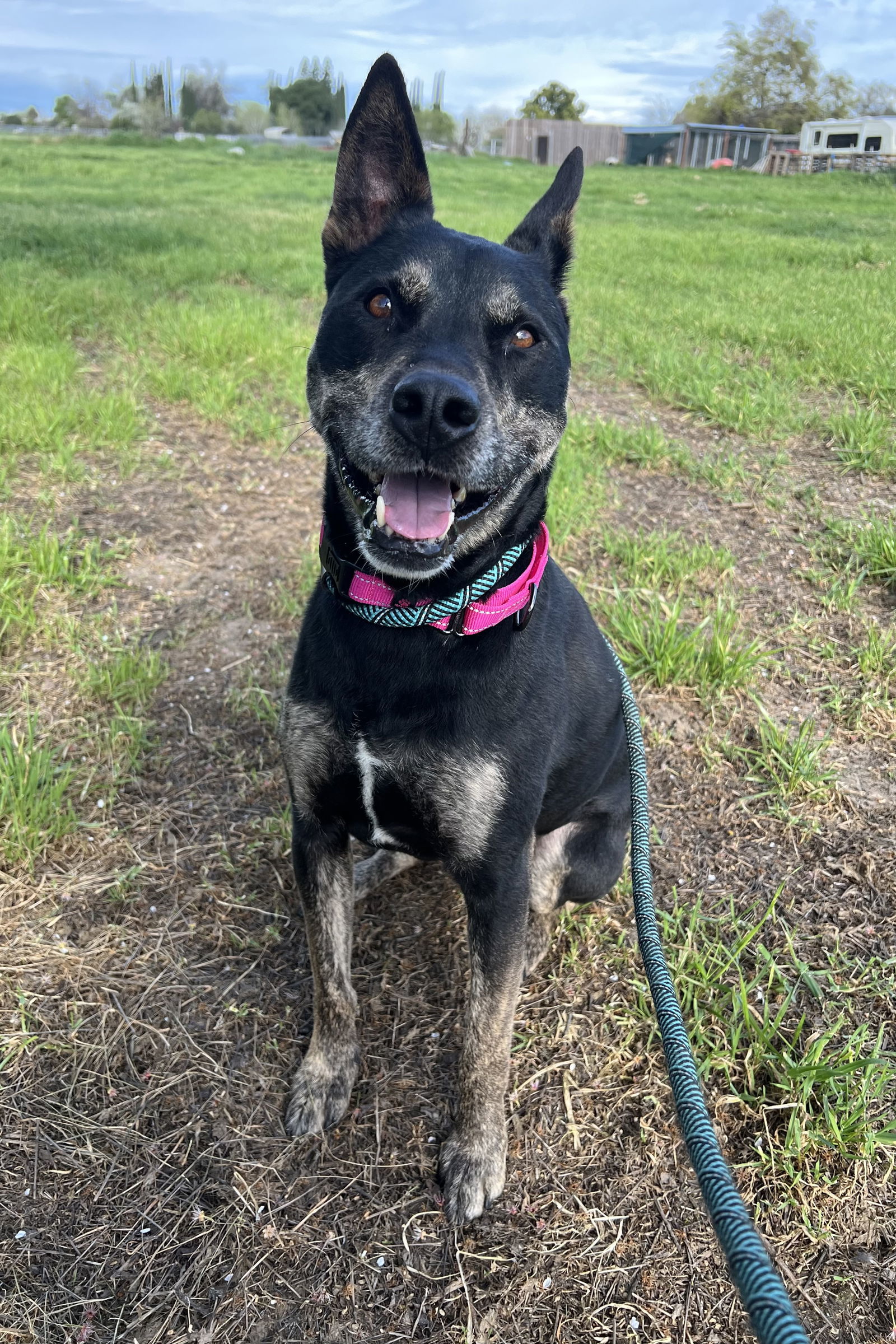 Clara, an adoptable Australian Kelpie, Beauceron in Chico, CA, 95973 | Photo Image 1