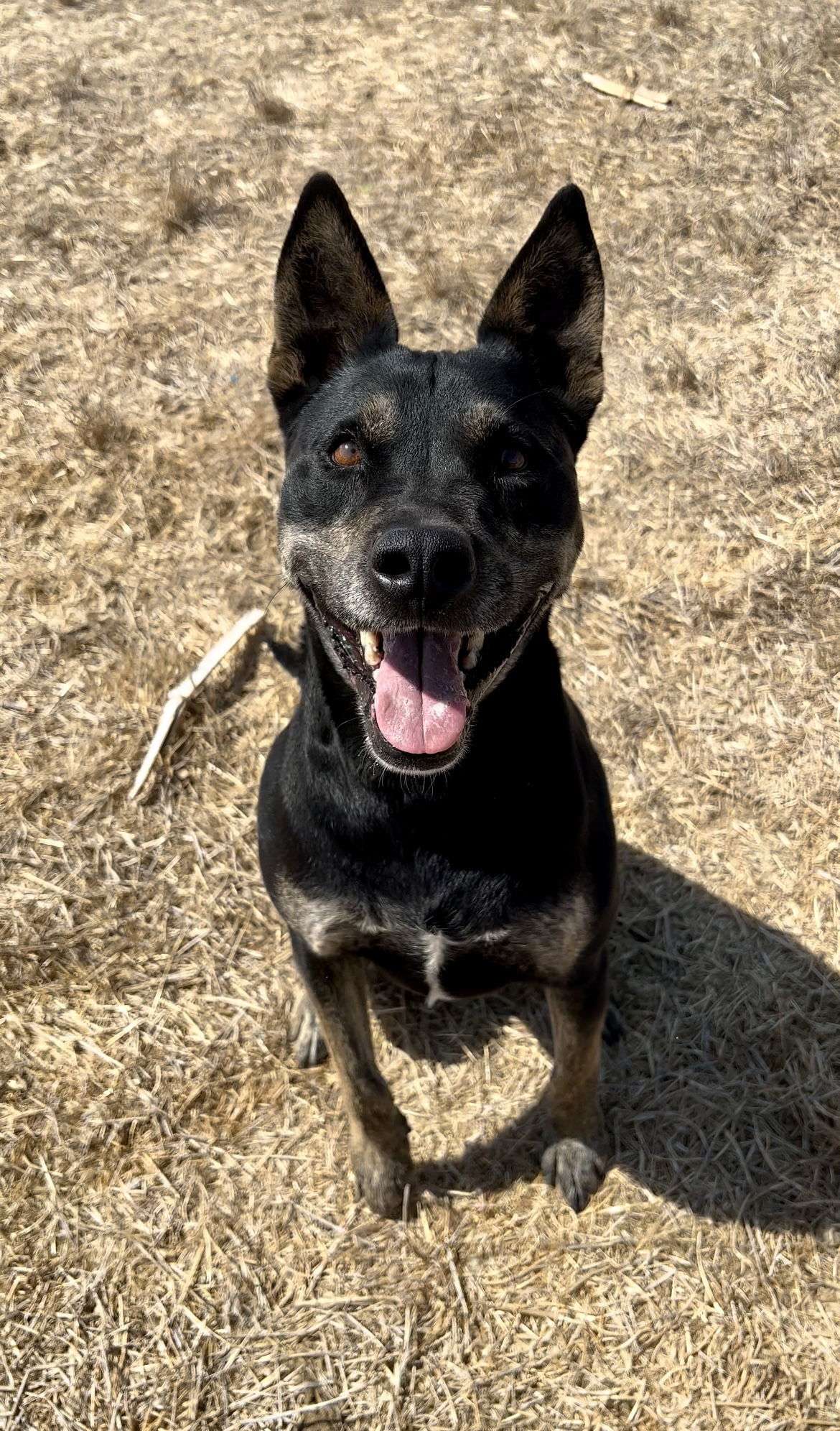 Clara, an adoptable Australian Kelpie, Beauceron in Chico, CA, 95973 | Photo Image 2