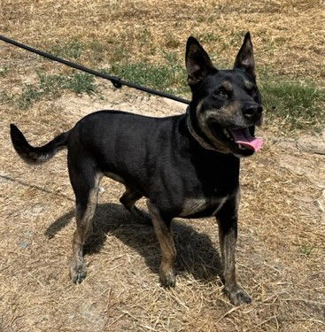 Clara, an adoptable Australian Kelpie, Beauceron in Chico, CA, 95973 | Photo Image 3