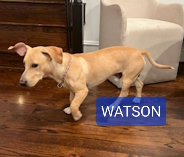 Dog For Adoption - Watson , A Basset Hound & Yellow Labrador Retriever 