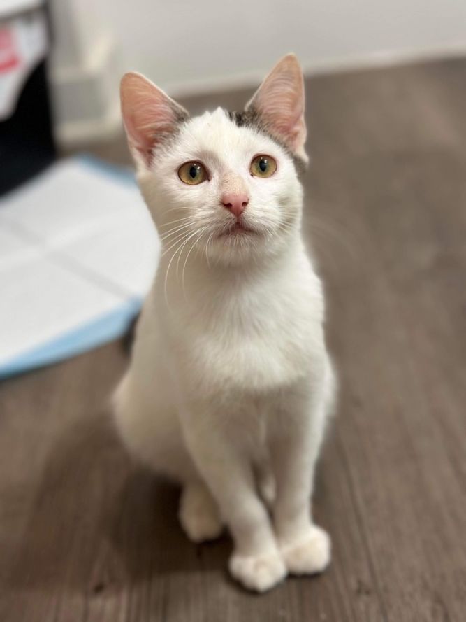Tofu