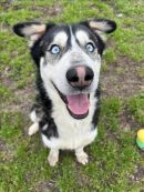 ANDERSON's profile on Petfinder.com