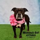 MOMMA&#39;S GIRL's profile on Petfinder.com