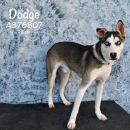 DODGE's profile on Petfinder.com