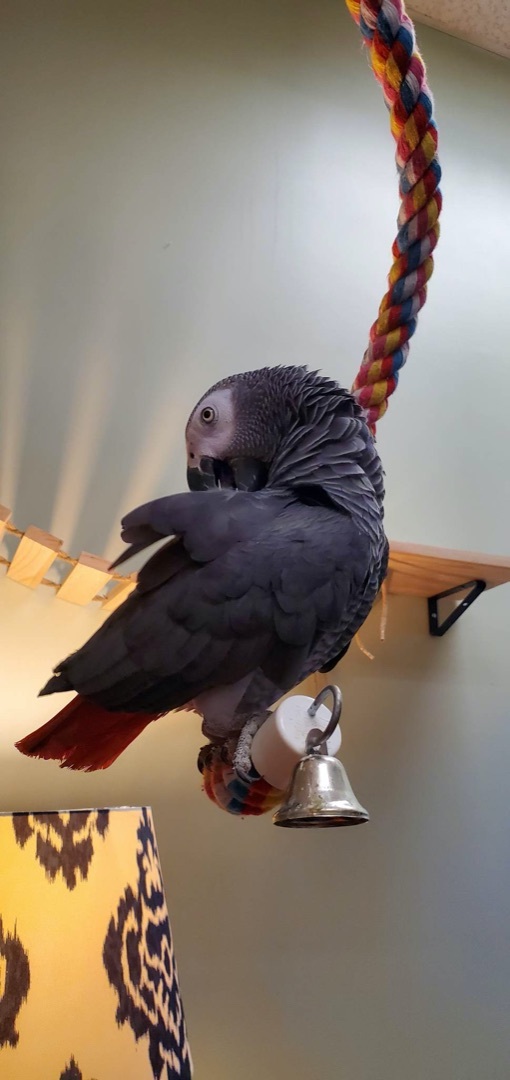 Best toys outlet for african grey