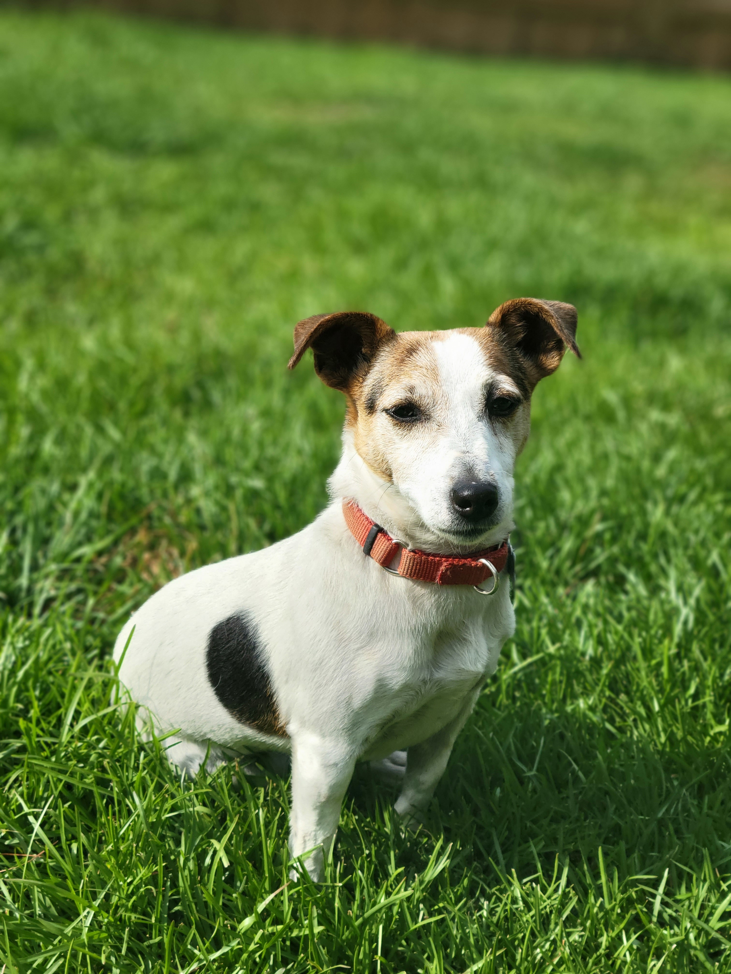 Lady, an adoptable Jack Russell Terrier in Wilmington, NC, 28401 | Photo Image 1