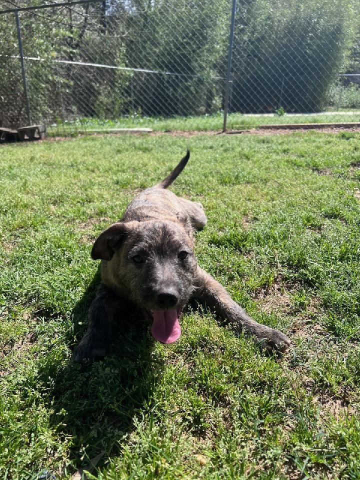 Dog for adoption - Prada, a Terrier Mix in Centerville, GA | Petfinder