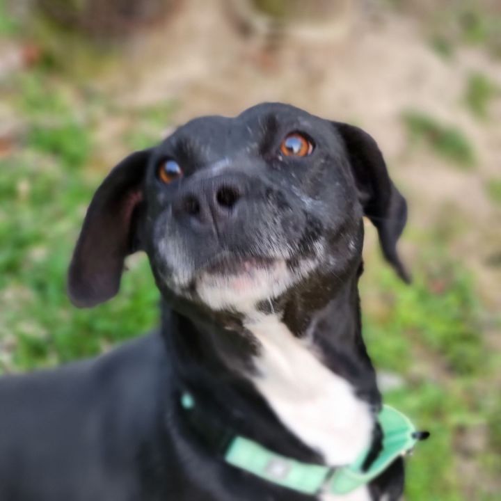 Henny, an adoptable Black Labrador Retriever & Beagle Mix in Hillister, TX_image-2