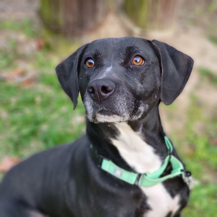 Black lab sale beagle