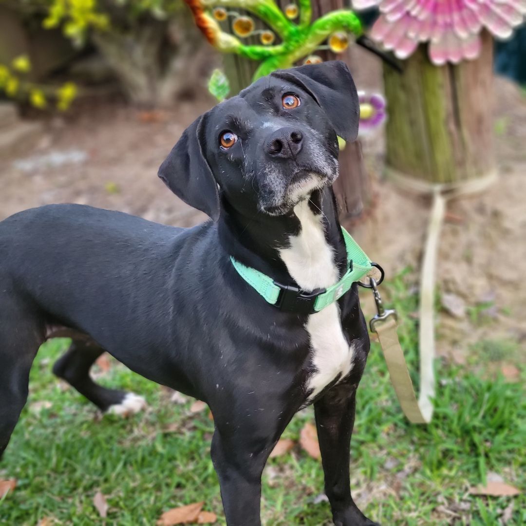 Lab beagle clearance mix dog