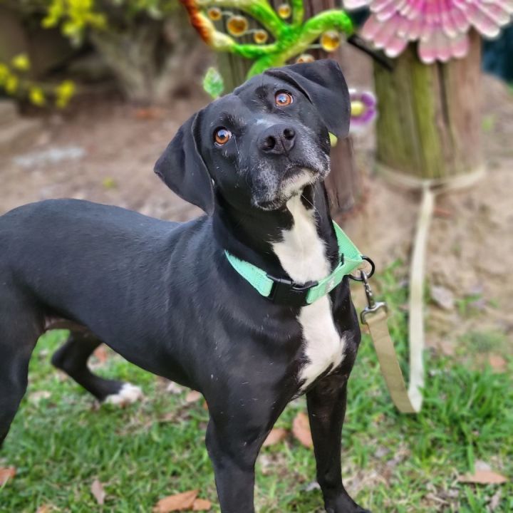 Henny, an adoptable Black Labrador Retriever & Beagle Mix in Hillister, TX_image-1