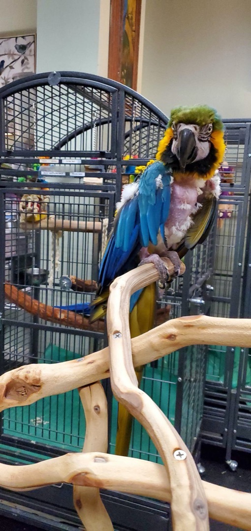 Damien, an adoptable Macaw in Marietta, GA_image-2