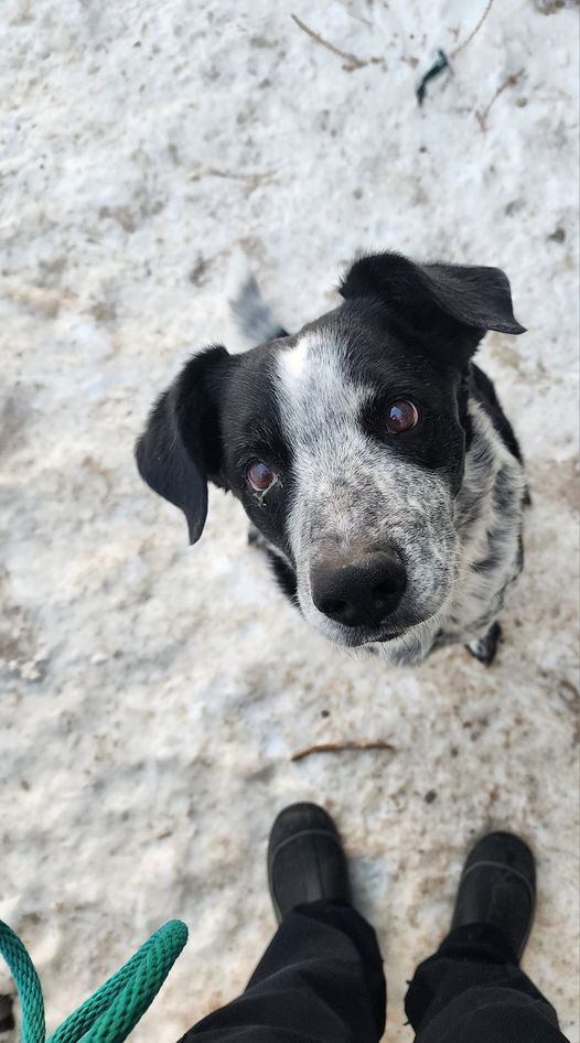 Rascal