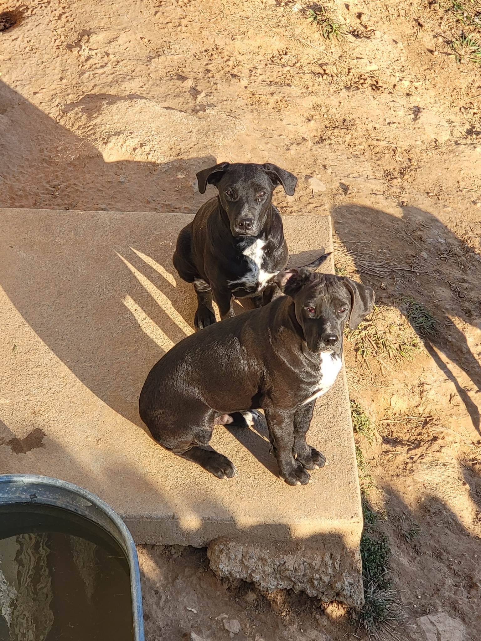 Willie, an adoptable American Bulldog in Rutledge, TN, 37861 | Photo Image 3