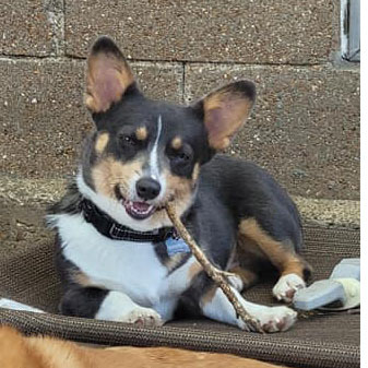 Tibby, an adoptable Corgi in Chesterfield, MO, 63017 | Photo Image 1