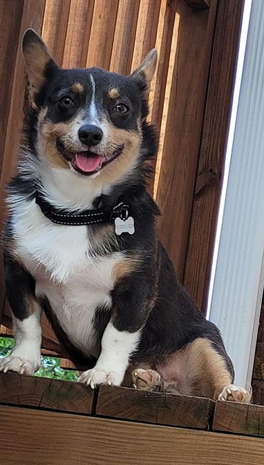 Petfinder corgi hot sale