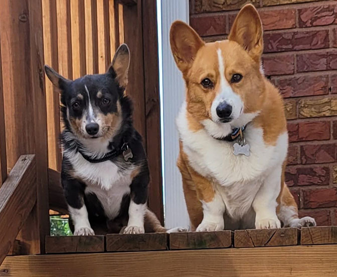 Corgi best sale rescue groups