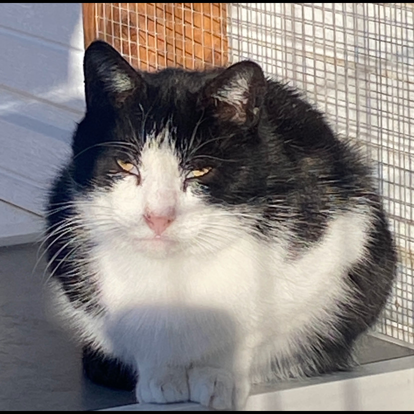 Igor, an adoptable Domestic Short Hair in Sheridan, WY, 82801 | Photo Image 1