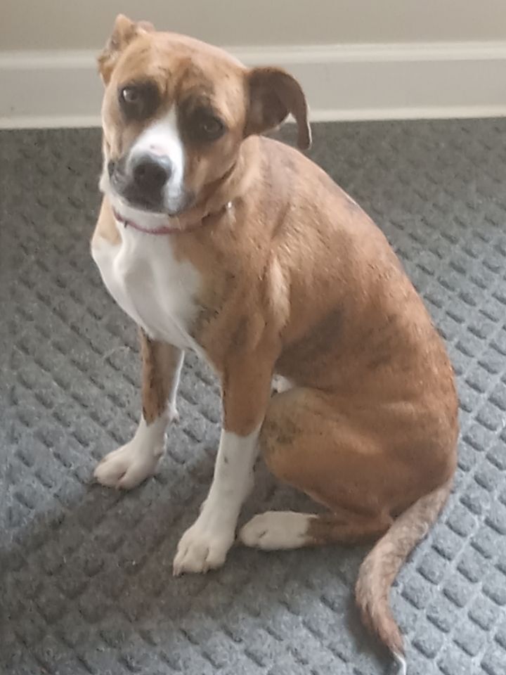 Chloe, an adoptable Terrier & Boxer Mix in Mount Juliet, TN_image-3