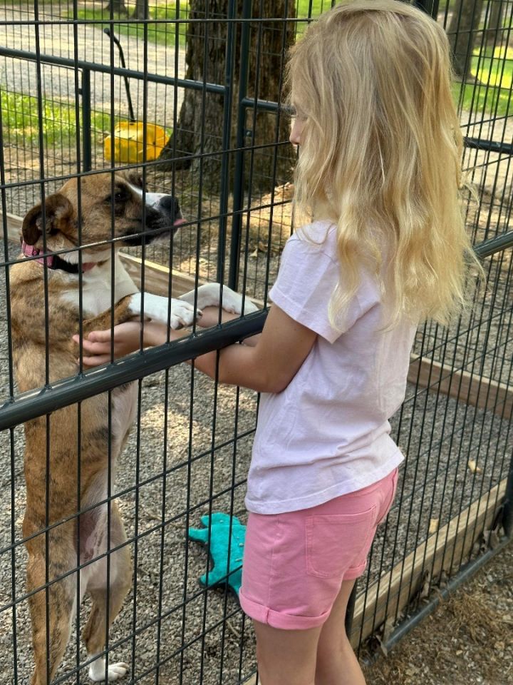 Chloe, an adoptable Terrier & Boxer Mix in Mount Juliet, TN_image-4