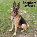 SHEPHERD's profile on Petfinder.com