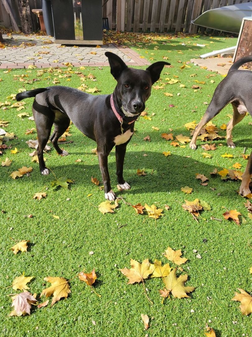 Missy, an adoptable Labrador Retriever, American Bully in sun prairie, WI, 53590 | Photo Image 1