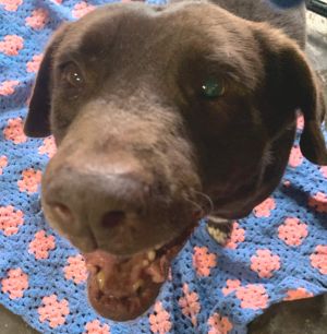 Bach, Young Male Labrador Retriever