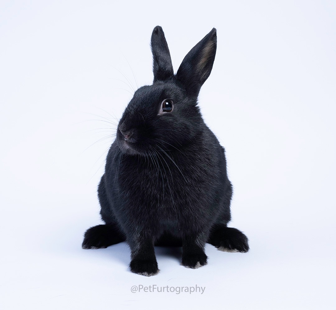 Black hot sale polish rabbit