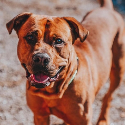 Rowlf, an adoptable Pit Bull Terrier in Wichita, KS, 67278 | Photo Image 1