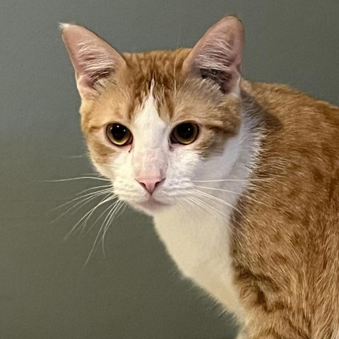 Chong, an adoptable Domestic Short Hair in Wichita, KS, 67278 | Photo Image 5