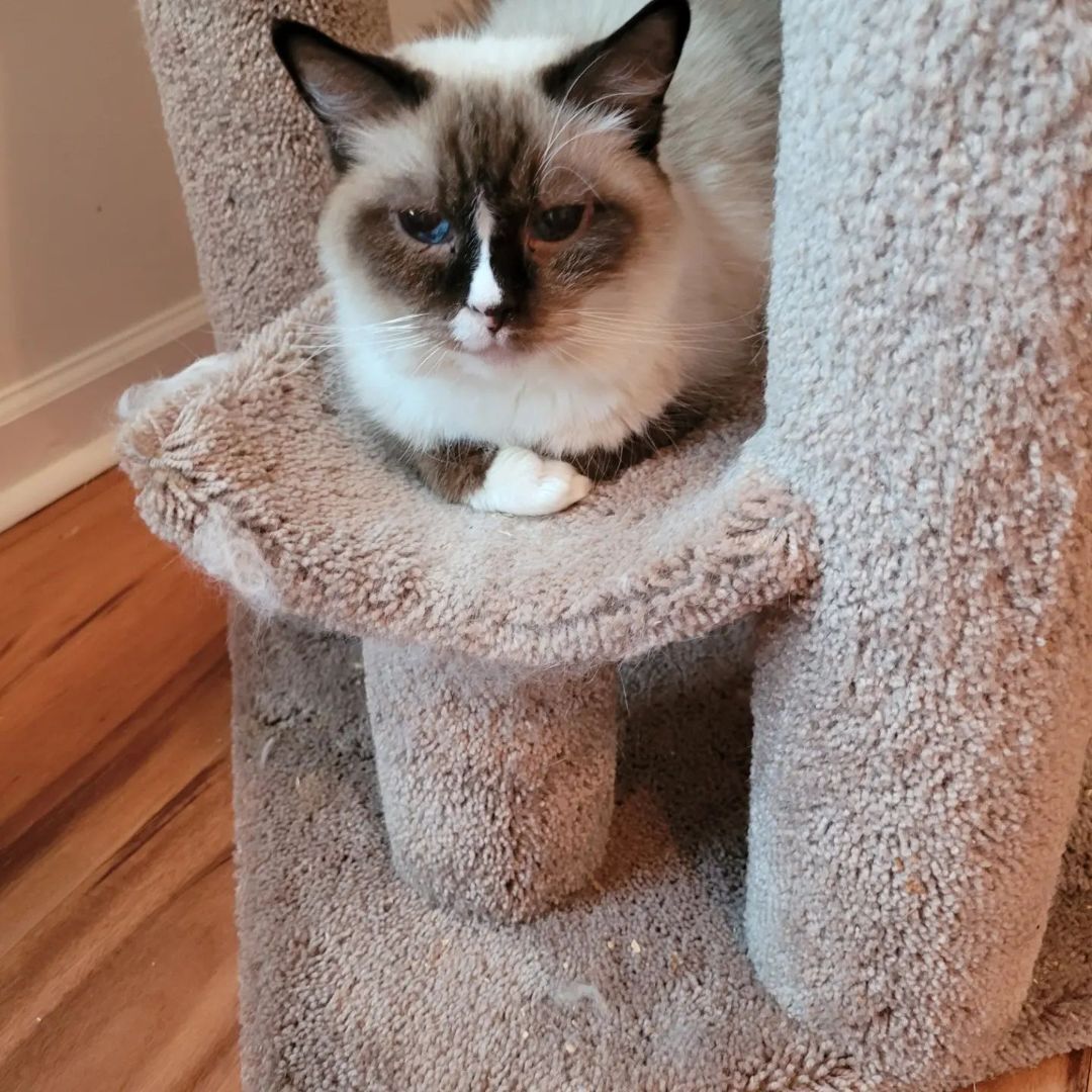 Layla, an adoptable Ragdoll in North Myrtle Beach, SC, 29582 | Photo Image 3