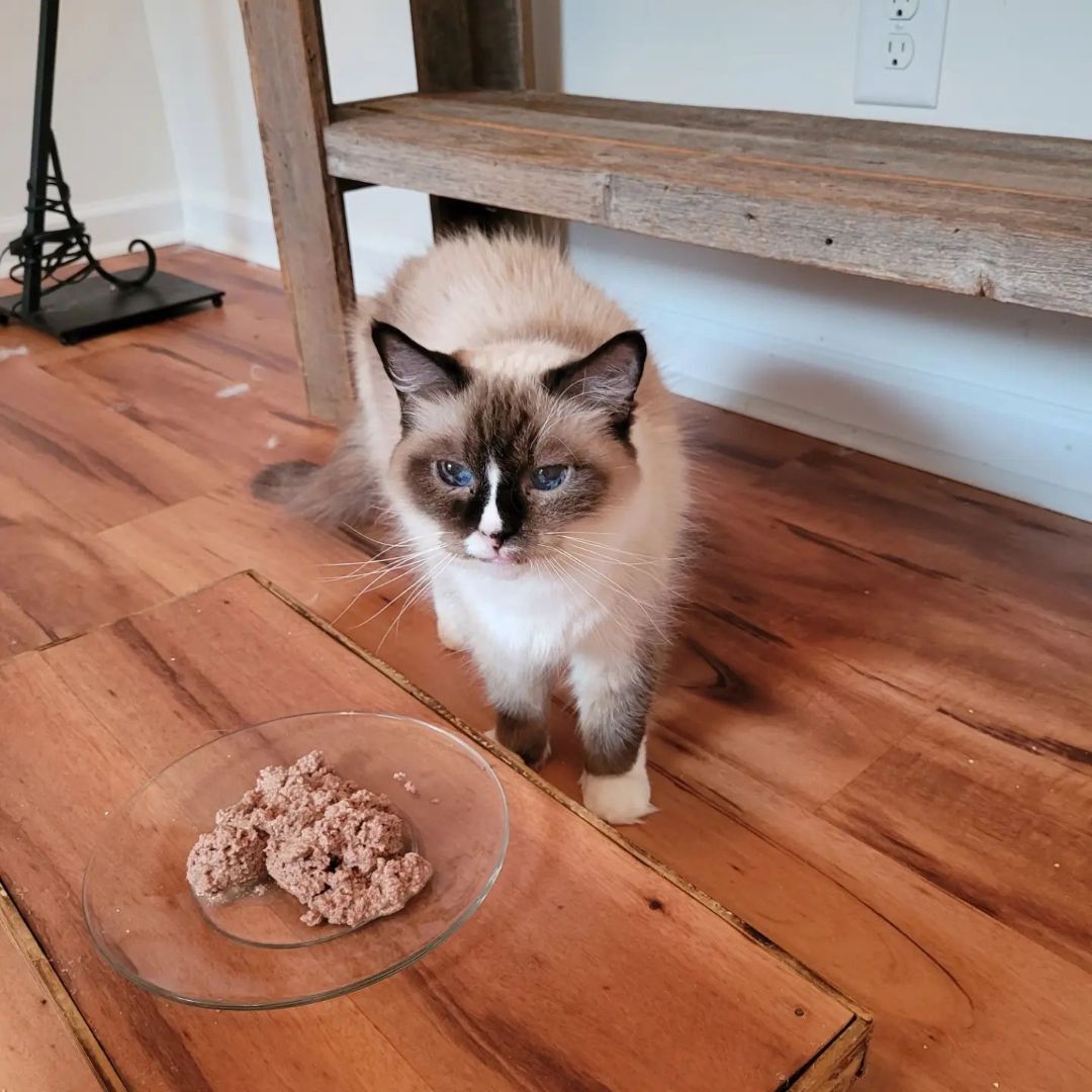 Layla, an adoptable Ragdoll in North Myrtle Beach, SC, 29582 | Photo Image 4