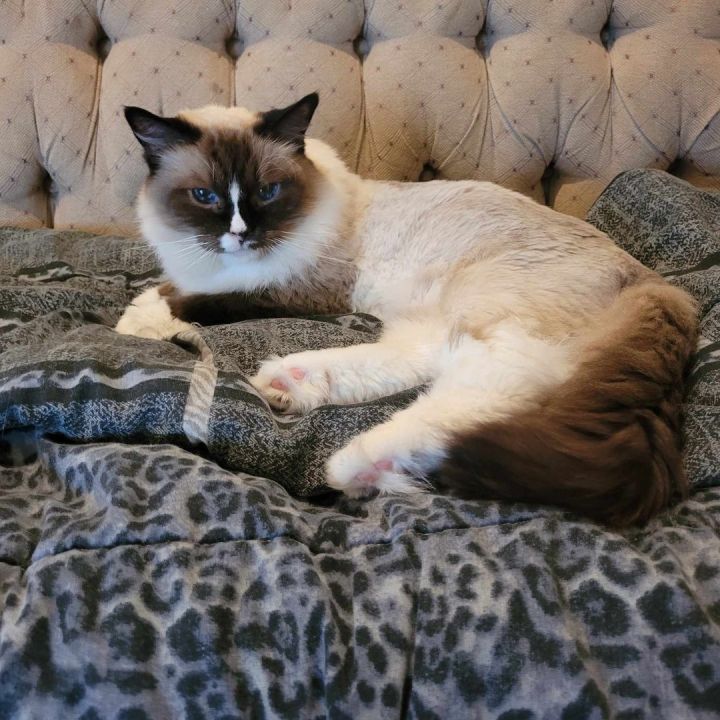 Petfinder ragdoll hot sale