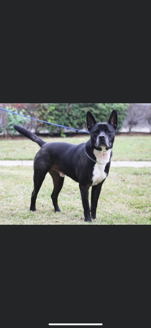 Bruce Wayne (foster to adopt), an adoptable Akita & German Shepherd Dog Mix in White Lake, MI_image-3