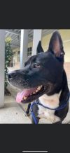 Bruce Wayne (foster to adopt)