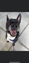 Bruce Wayne (foster to adopt)