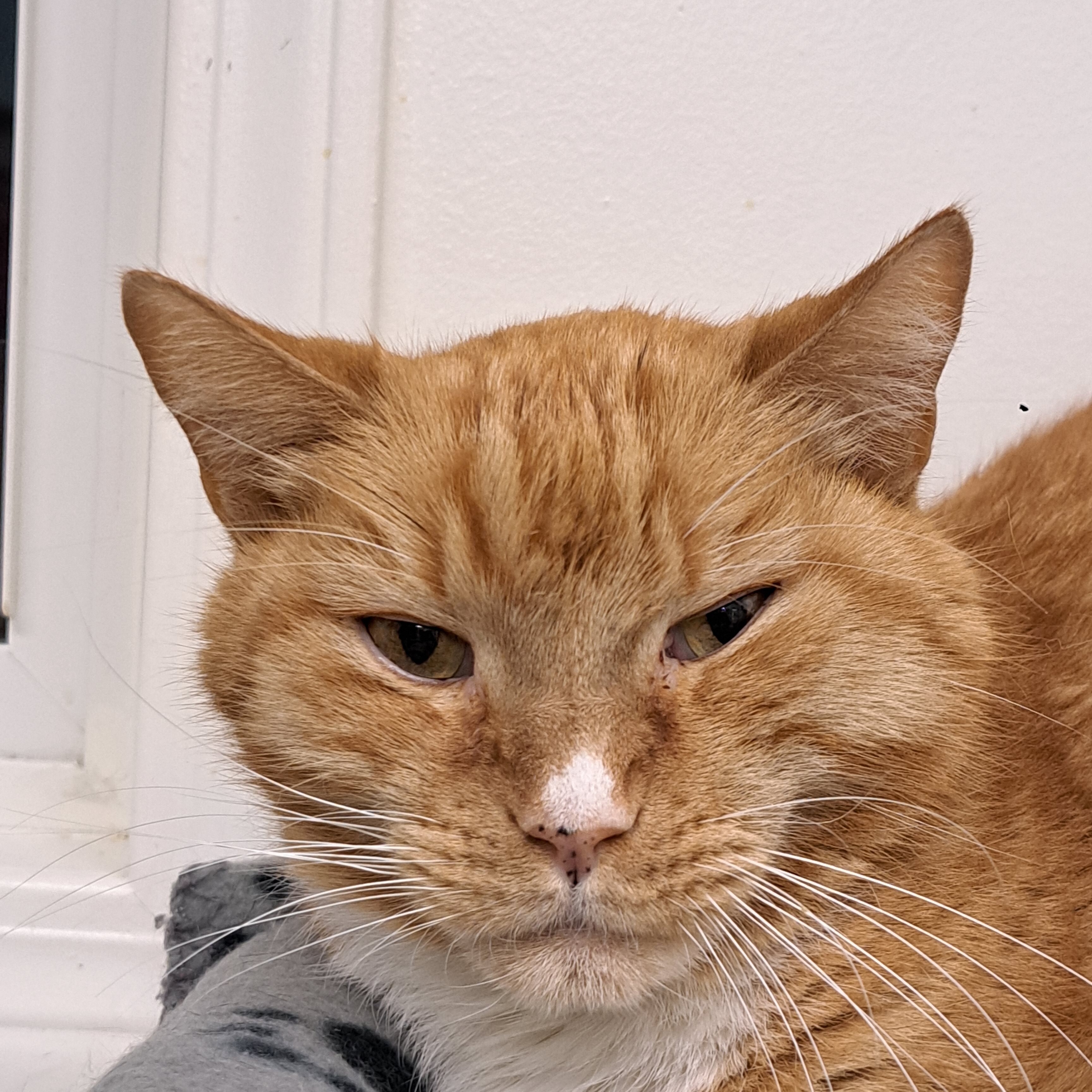 Zoodles, an adoptable Tabby in Maple Ridge, BC, V2W 1A4 | Photo Image 4