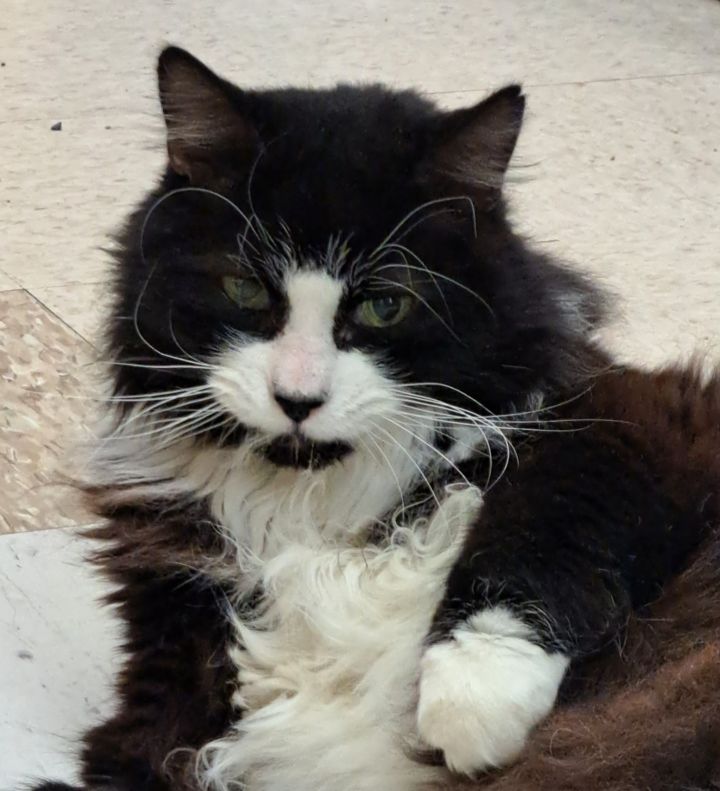 Felix 2