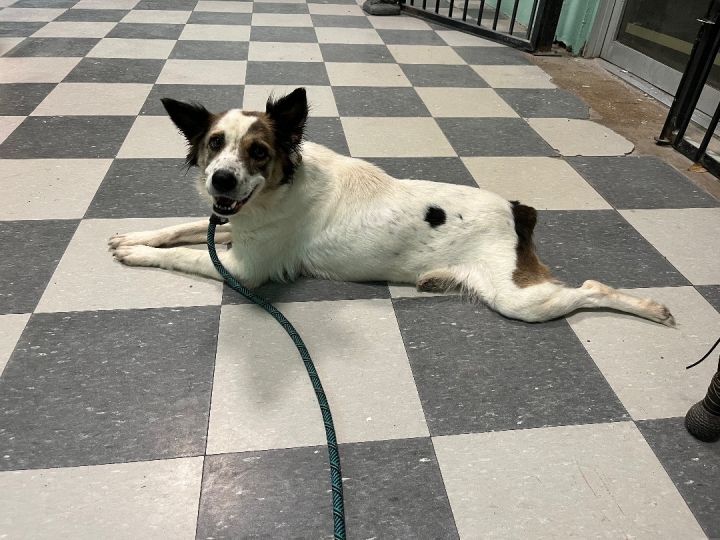 Ashley (foster to adopt) 3