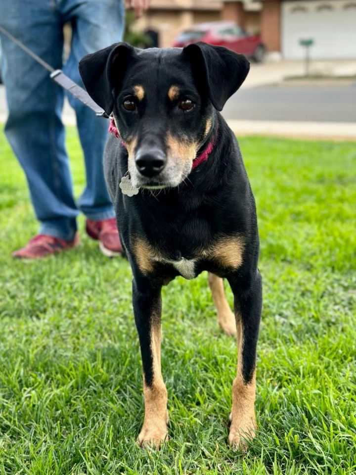 Rufus, an adoptable Doberman Pinscher & Rottweiler Mix in Santa Monica, CA_image-4