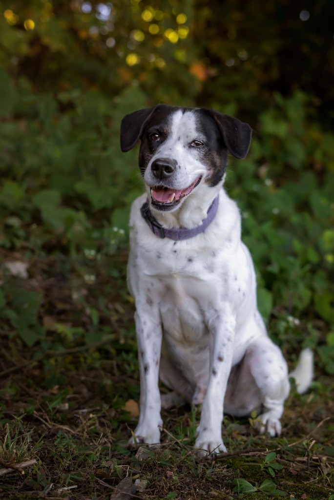 Gucci, an adoptable Pointer in Blountville, TN_image-1