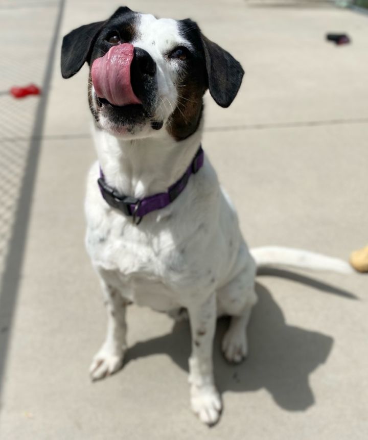 Gucci, an adoptable Pointer in Blountville, TN_image-2