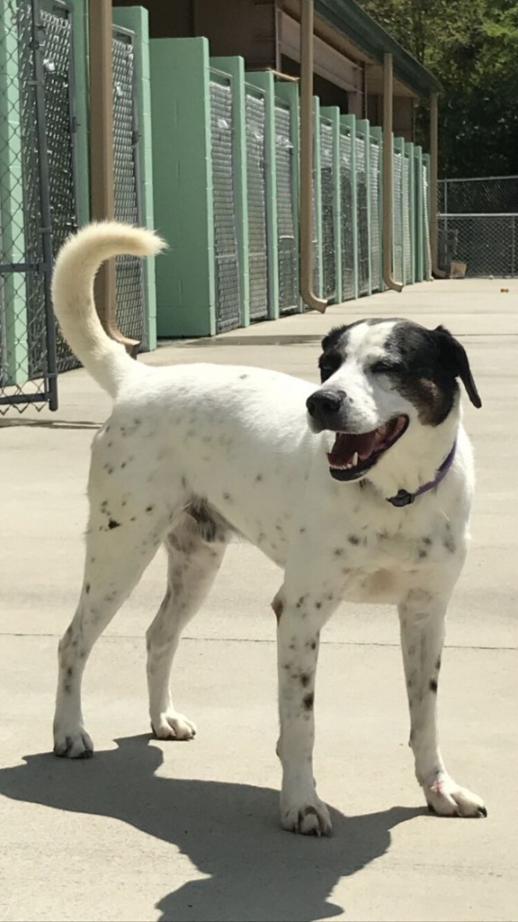 Gucci, an adoptable Pointer in Blountville, TN, 37617 | Photo Image 3