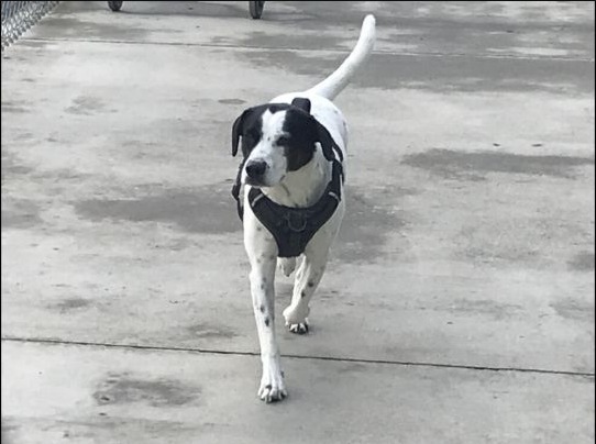 Gucci, an adoptable Pointer in Blountville, TN, 37617 | Photo Image 4