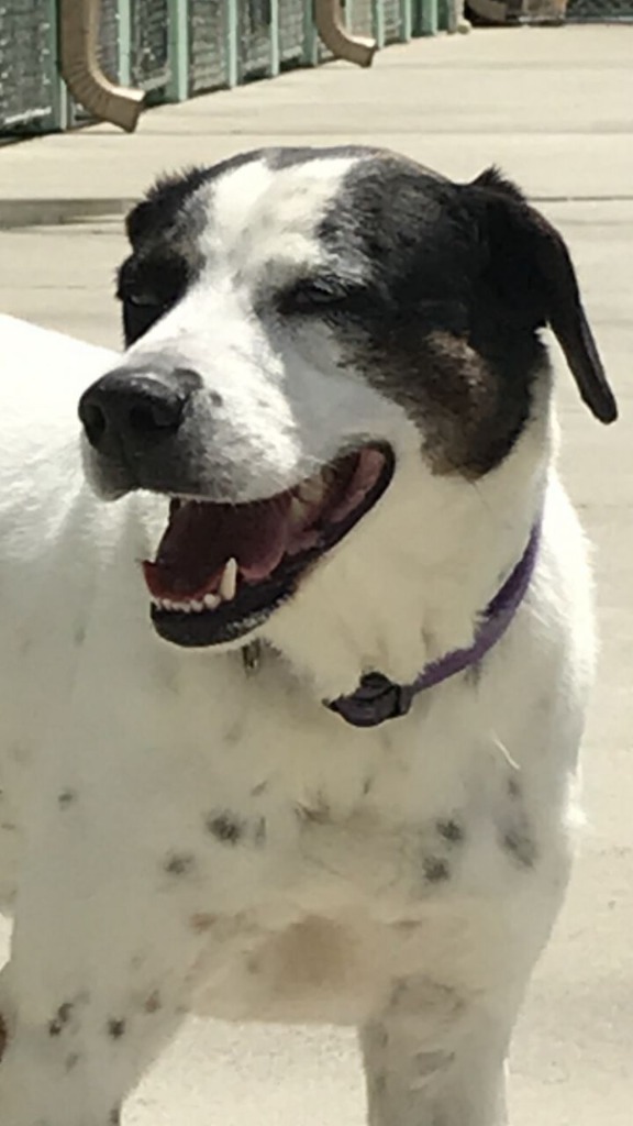 Gucci, an adoptable Pointer in Blountville, TN, 37617 | Photo Image 5