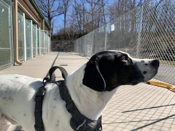 Gucci, an adoptable Pointer in Blountville, TN_image-6