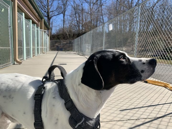 Gucci, an adoptable Pointer in Blountville, TN, 37617 | Photo Image 6