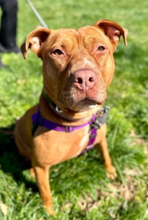 Luna, Adult Female American Staffordshire Terrier