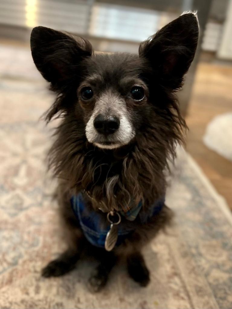Wolf, an adoptable Pomeranian, Chihuahua in San Juan de Abajo, NAY, 63732 | Photo Image 1