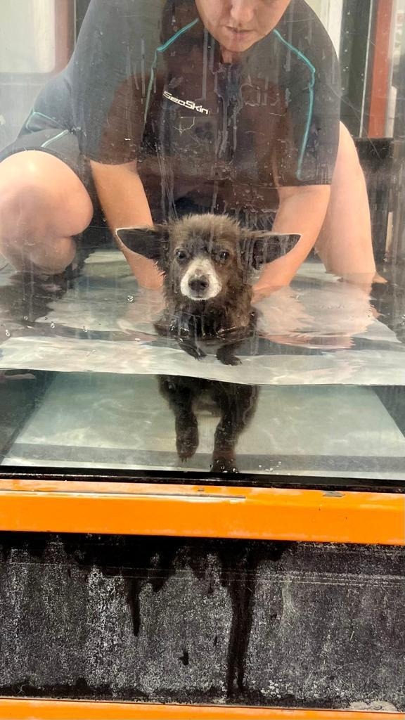 Wolf, an adoptable Pomeranian, Chihuahua in San Juan de Abajo, NAY, 63732 | Photo Image 5
